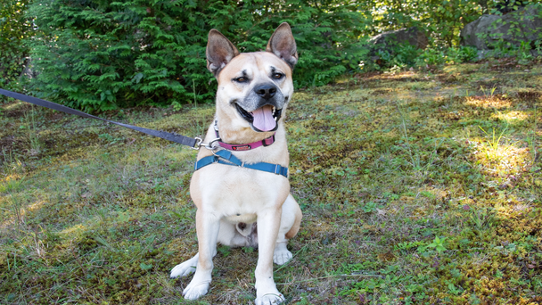 Meet the CT Humane Society's Adoptable Pet of the Week: Leo