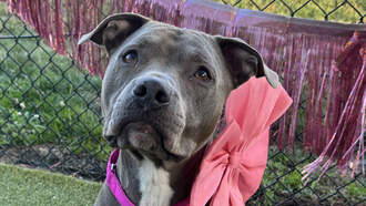 Andi's Adoptables: Meet Zoe!