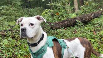 Andi's Adoptables: Meet Quinne!