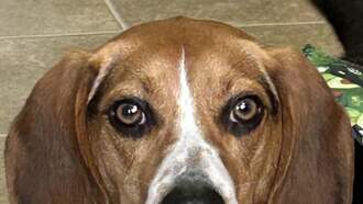 Pay It Forward For Pets - Rocky