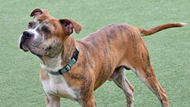 Sir is this week's Featured Furry Friend from the Cleveland APL!
