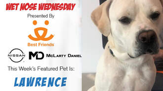 Meet Lawrence – This Week’s Wet Nose Wednesday Star 