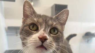 WDSD's Best Buddy: Meet Belle