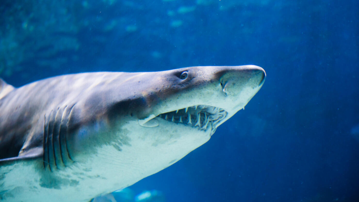 Shark