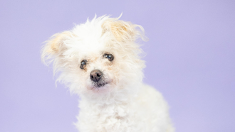 Laura's ODR Dog of the Week: Lulu!