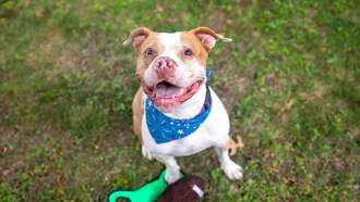 Pet Of The Week...Marlena