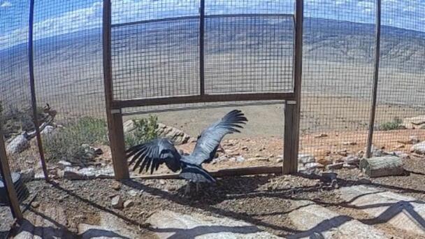 Oregon Zoo Raised Condors Soar Free