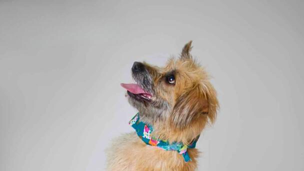 FRANKLIN! Our Lonestar/Paws in the City Tailwagger of the Week.