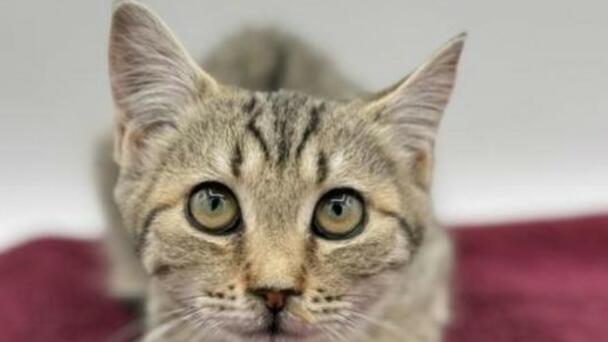 Half-Off Adoptions At Oregon Humane Society
