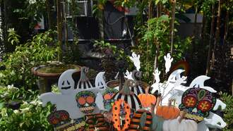 What To Do In Your Backyard in October.