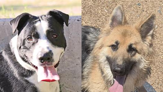  The Edge Pet of The Week 10/13