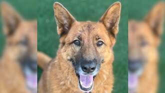 Sacramento SPCA Pet of the Week: Sparkle!