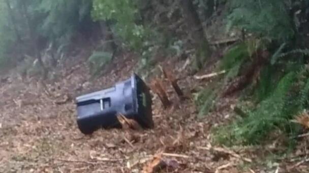 Bears Feeding Before Winter Hibernation
