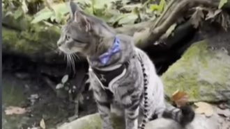 Cat Travelled for 100 Miles While Clinging to Luggage Atop Family's Vehicle