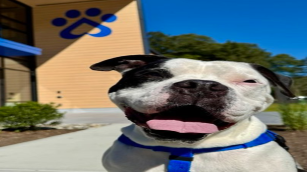 Meet the CT Humane Society's Adoptable Pet of the Week: Mondo