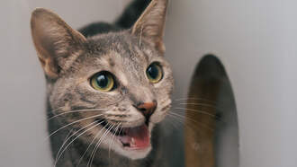 Andi's Adoptables: Meet Glinda!