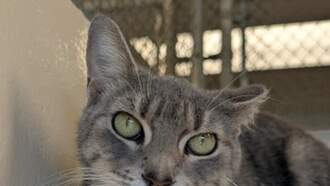 Andi's Adoptables: Meet Mia!