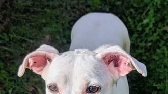 Pay It Forward For Pets - China 