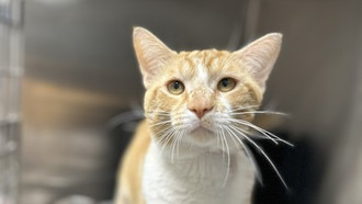 Simba is this week's Featured Furry Friend from the Cleveland APL!