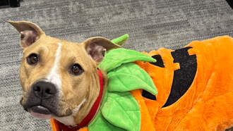 WDSD's Best Buddy: Meet Zoobilee