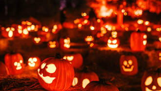 Tim Palmer - Halloween Decorations Vs Animals