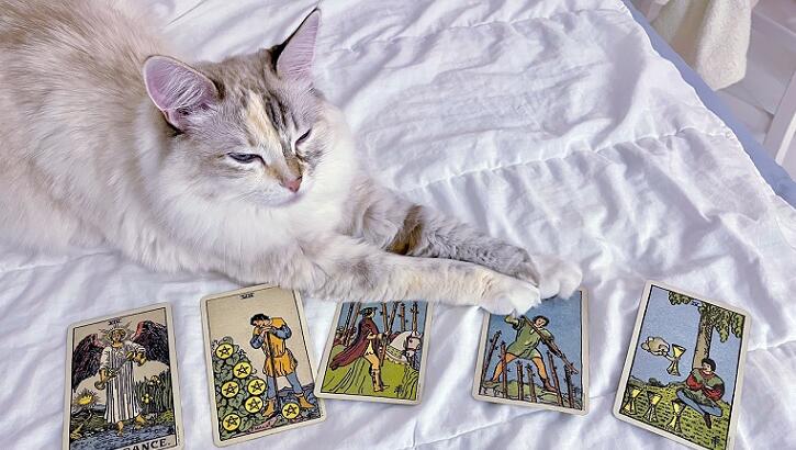 Video: Tarot-Reading Cat Becomes Online Sensation