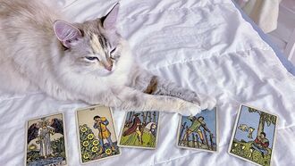 Video: Tarot-Reading Cat Becomes Online Sensation