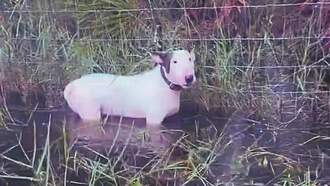 Charges Dropped in Trooper Case, the Dog Abandoned During Hurricane Milton