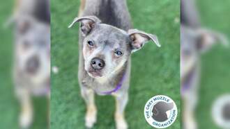 SPCA Pet Of The Week: Stuart!