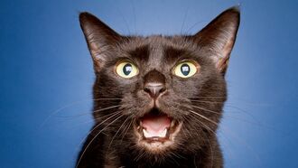 Black Cat Adoption Banned by Spanish Town Fearful of Halloween Rituals