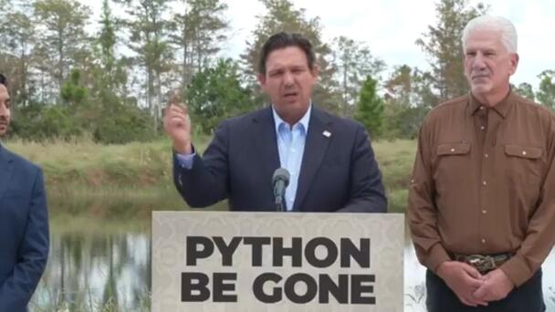 Gov. DeSantis Says Python Removals Tripled Year-Over-Year