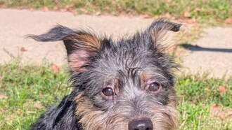 Pay It Forward For Pets - Laney