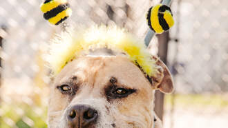 Andi's Adoptables: Meet Frannie!