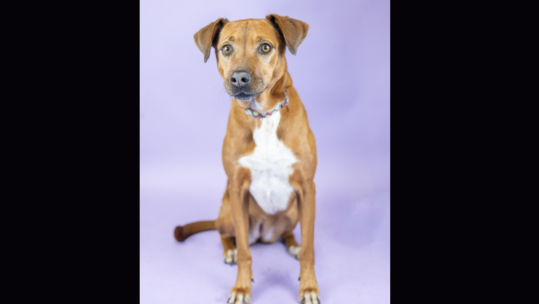 Laura's ODR Dog of the Week: Daisy!