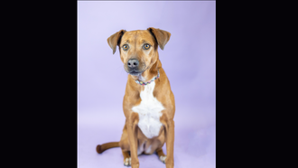 Laura's ODR Dog of the Week: Daisy!