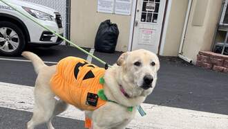 Andi's Adoptables: Meet Zenia!