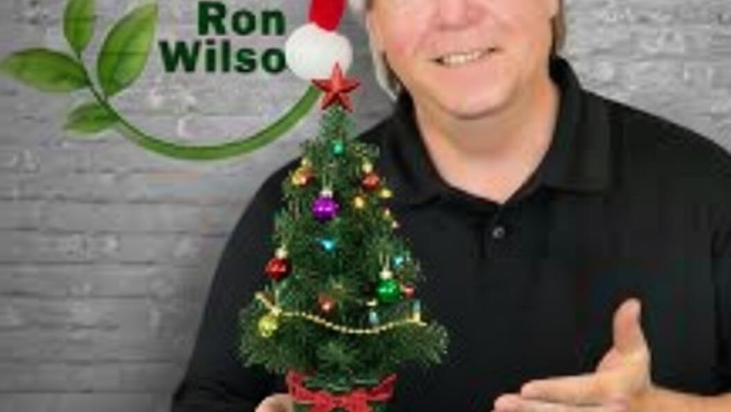 Plant of the Week - November 22nd 2025 - Real Christmas Tree