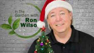 Plant of the Week - November 22nd 2025 - Real Christmas Tree