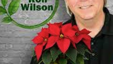 Plant of the Week - November 29th 2025 - Christmas Poinsettia