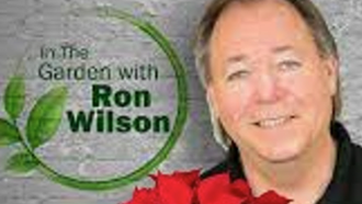 Plant of the Week - November 29th 2025 - Christmas Poinsettia