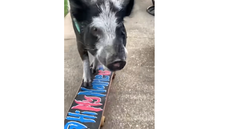 Skateboarding Pig Sets New Record