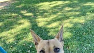 Animal Welfare Dog of the Week 10/24 - Iris