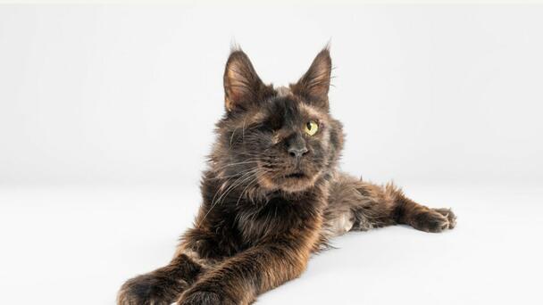 Rescued Maine Coon Cats Available For Adoption