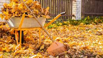 Some Plymouth Residents Choose Not To Rake The Fallen Leaves On Their Lawns