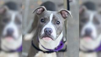 SPCA Pet Of The Week: Jack O Lantern!