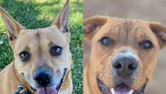  The Edge Pet of The Week 10/27