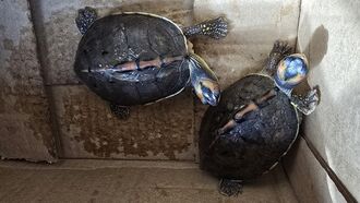 Video: Pair of Endangered Turtles Mysteriously Stolen from Indiana Zoo
