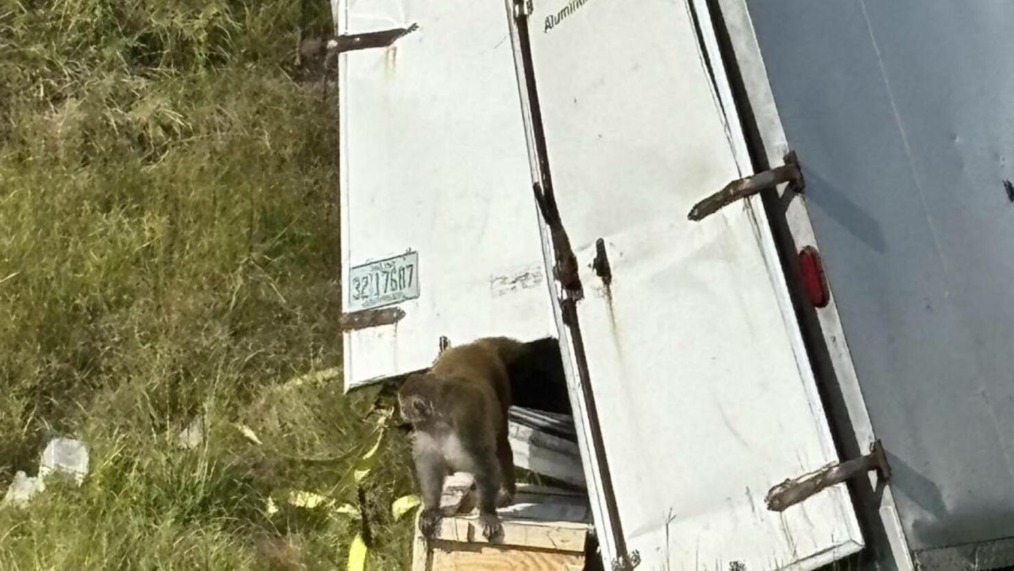 Monkeys escape after truck overturns on Mississippi highway