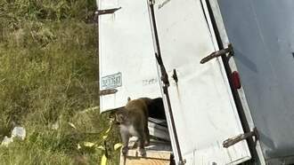 National News - Three Research Monkeys On The Loose After Truck Overturns On Highway 