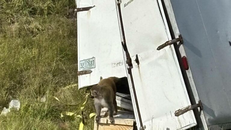 Monkeys escape after truck overturns on Mississippi highway